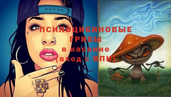прущие грибы Абинск
